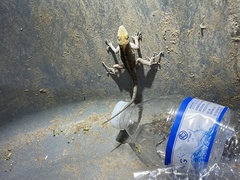 Anolis sagrei