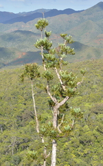 Agathis ovata