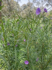Solanum linearifolium