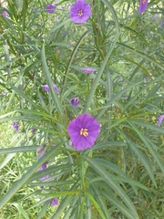 Solanum linearifolium