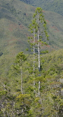 Araucaria montana