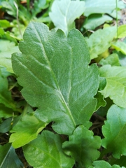 Magnoliopsida