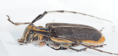 Eunidia batesii