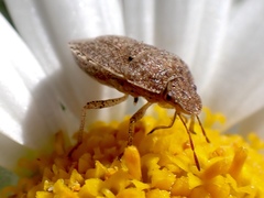 Cooperocoris australis