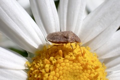 Cooperocoris australis