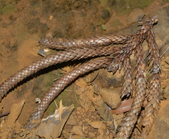 Araucaria montana