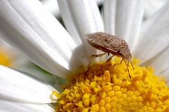 Cooperocoris australis