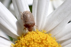 Cooperocoris australis