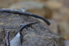 Tropidoscincus variabilis