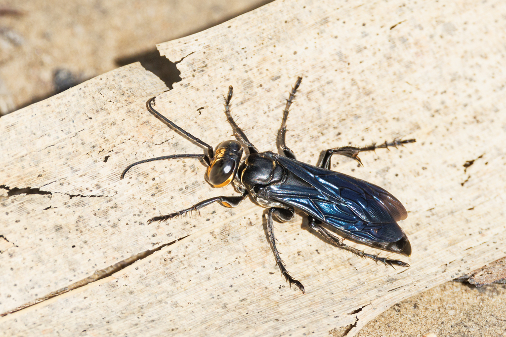 Liris anthracinus