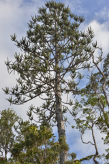 Araucaria montana