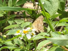 Polygonia c-aureum lunulata
