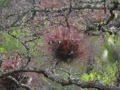 Tillandsia juncea