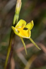 Diuris basaltica