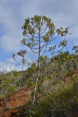Dacrydium