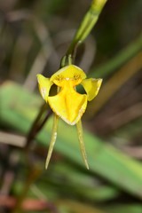 Diuris basaltica