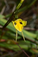 Diuris basaltica