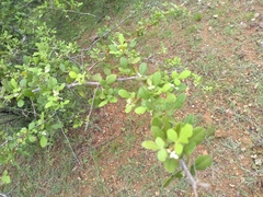 Rhus mysorensis