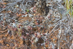 Drosera neocaledonica