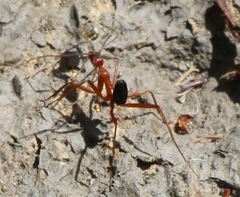 Leptomyrmex nigriventris