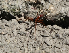 Leptomyrmex nigriventris