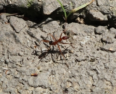 Leptomyrmex nigriventris