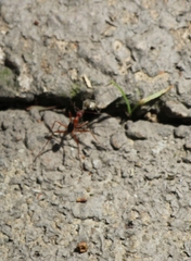 Leptomyrmex nigriventris