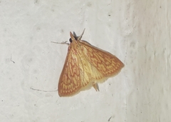 Ecpyrrhorrhoe damastesalis