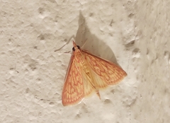 Ecpyrrhorrhoe damastesalis