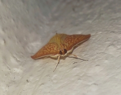 Ecpyrrhorrhoe damastesalis