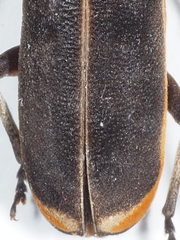Eunidia batesii