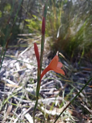 Watsonia stenosiphon