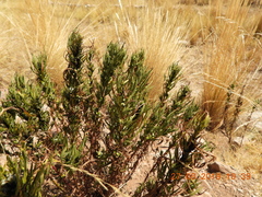 Senecio rudbeckiifolius