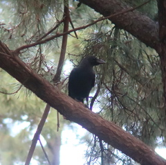 Corvus macrorhynchos