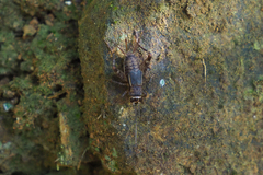Comidoblemmus nipponensis