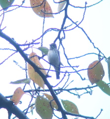 Muscicapa griseisticta
