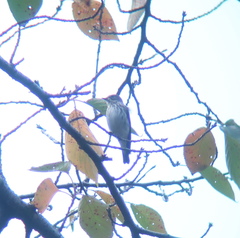 Muscicapa griseisticta