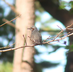 Hypsipetes amaurotis