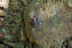 Comidoblemmus nipponensis