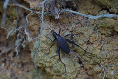 Meloimorpha japonica