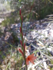 Watsonia stenosiphon
