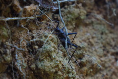 Meloimorpha japonica