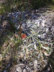 Watsonia stenosiphon