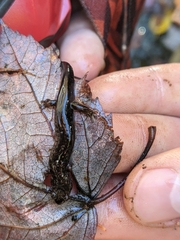 Desmognathus perlapsus