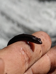 Desmognathus perlapsus