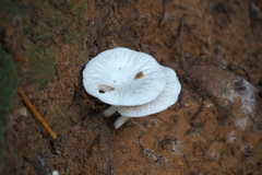 Clitopilus crispus