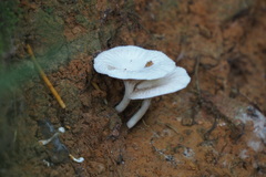 Clitopilus crispus