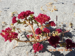 Cistanthe celosioides