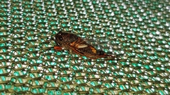 Yoyetta spectabilis