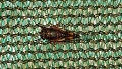 Yoyetta spectabilis